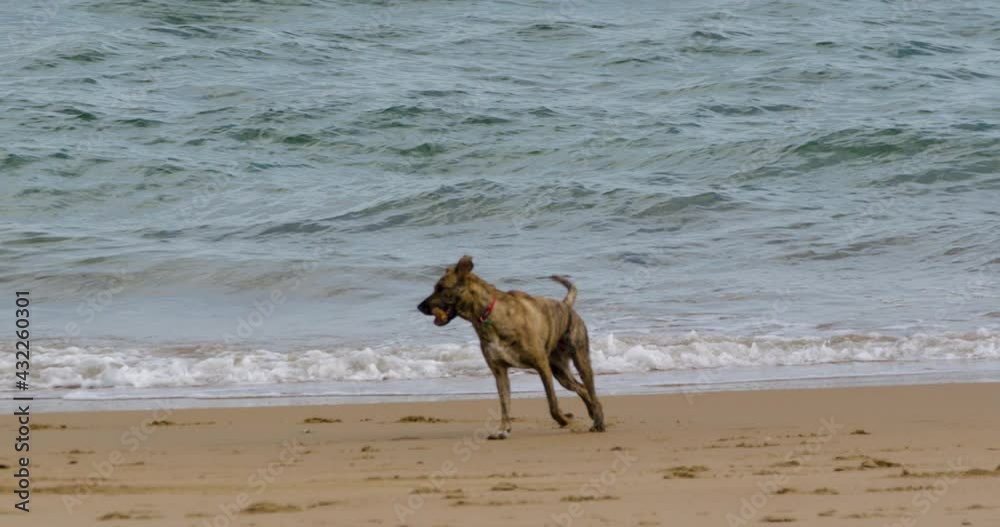 Domestic dog playing on sandy beach near wavy ocean water Domestic dog playing on sandy beach near wavy ocean water