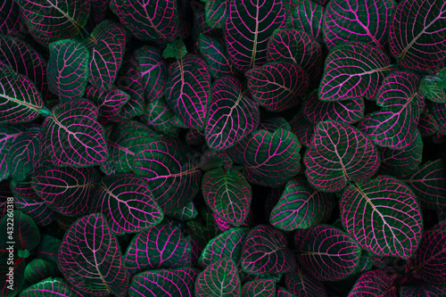 Colorful leaf texture, for background. Neon purple with dark emerald green color fittonia albivenis plants. Tropical houseplant top view.