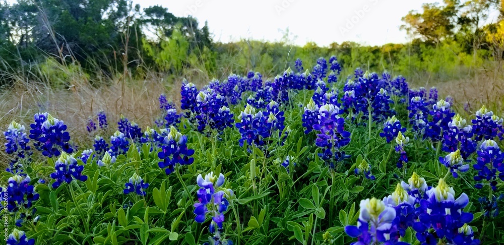 Obraz premium flowers in the meadow