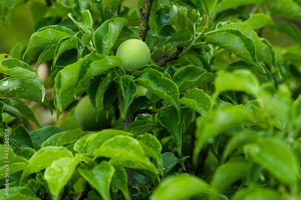 Fototapeta premium green fruit growing in a garden