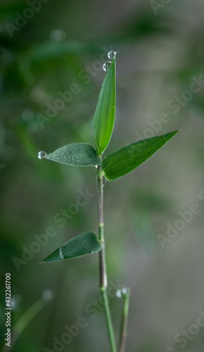 Wallpaper Mural water droop on the leaf

 Torontodigital.ca