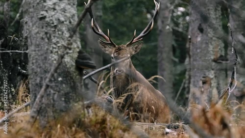 Red deer (Cervus elaphus) male stag in rut roaring, calling, strong animal voice