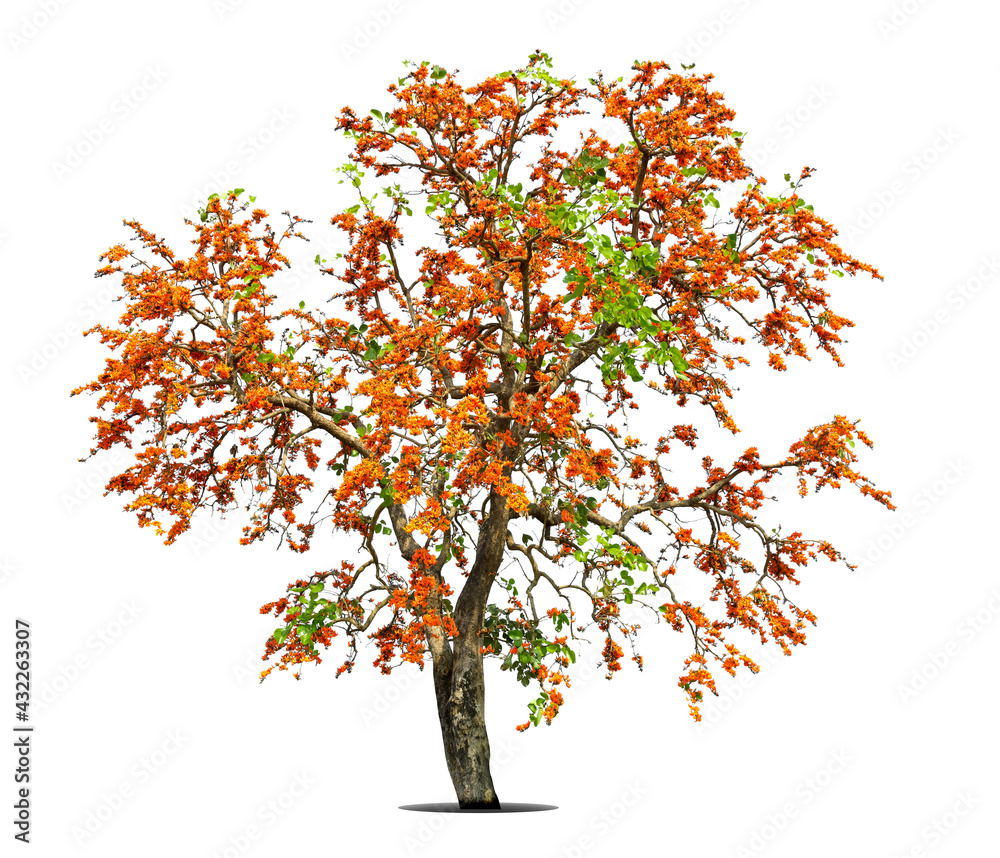 Fototapeta premium Flame tree or Royal Poinciana or Flame-boyant on isolated, an evergreen leaves plant di cut on white background with clipping path.
