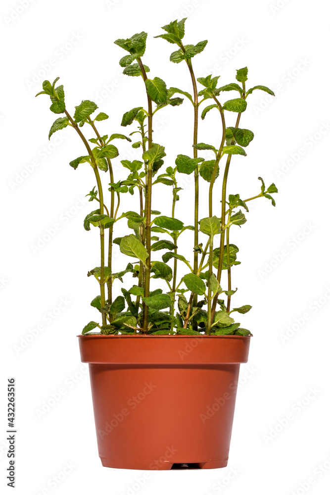 Bush of fragrant mint in a pot on a white background