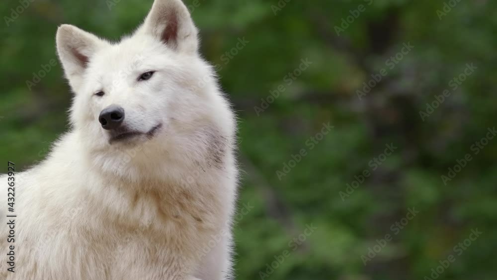 Arctic wolf (Canis lupus arctos) annoyed by flies, mosquito bothering white animal, funny scene Arctic wolf (Canis lupus arctos) annoyed by flies, mosquito bothering white animal, funny scene