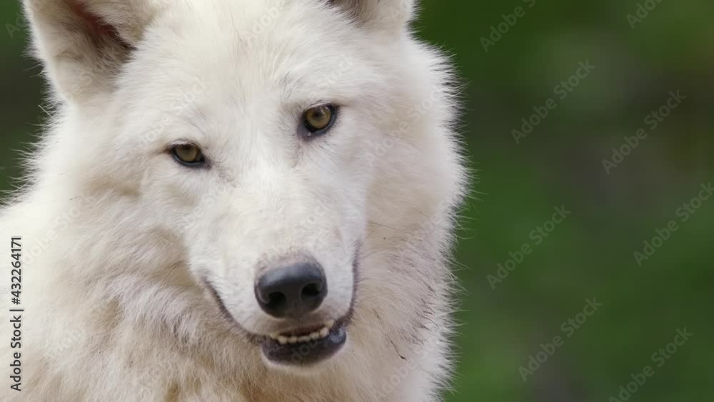 Arctic wolf (Canis lupus arctos) face, white animal portrait, beast looking into the camera Arctic wolf (Canis lupus arctos) face, white animal portrait, beast looking into the camera