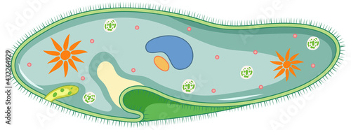 Photos Paramecium isolated on white background