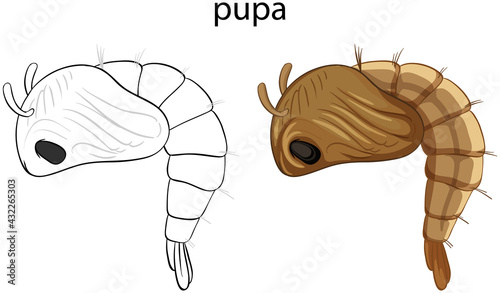 Pupa in colour and doodle isolated