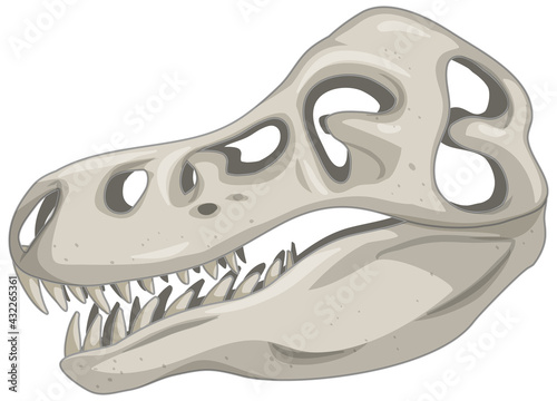 Skull of dinosaur skeletons on white background