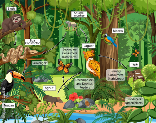 Food chain diagram concept on forest background