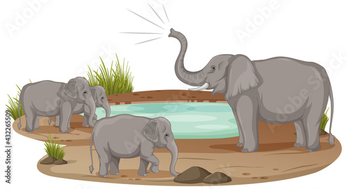 Elephant family standing at the pond isolated on white background