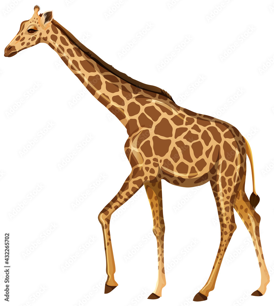 Obraz premium Adult giraffe in standing position on white background