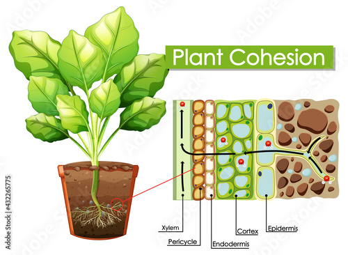 Diagram showing Plant Cohesion