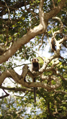 Monkey on the tree © JAINE