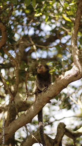 monkey on the tree