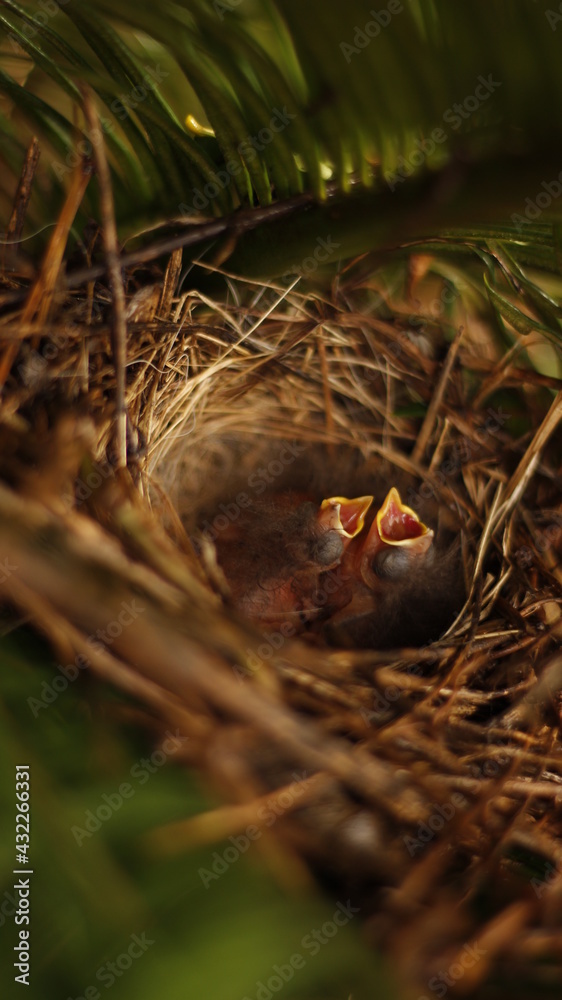 close up of newborn birds
