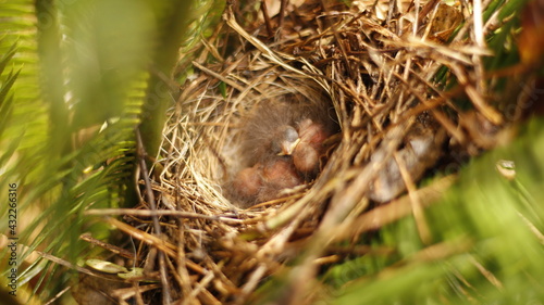 close up of newborn birds