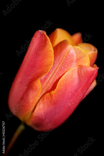 Tulip flower blossom close up in black background family liliaceae botanical modern high quality big size print