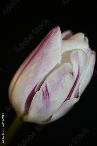 Tulip flower blossom close up in black background family liliaceae botanical modern high quality big size print