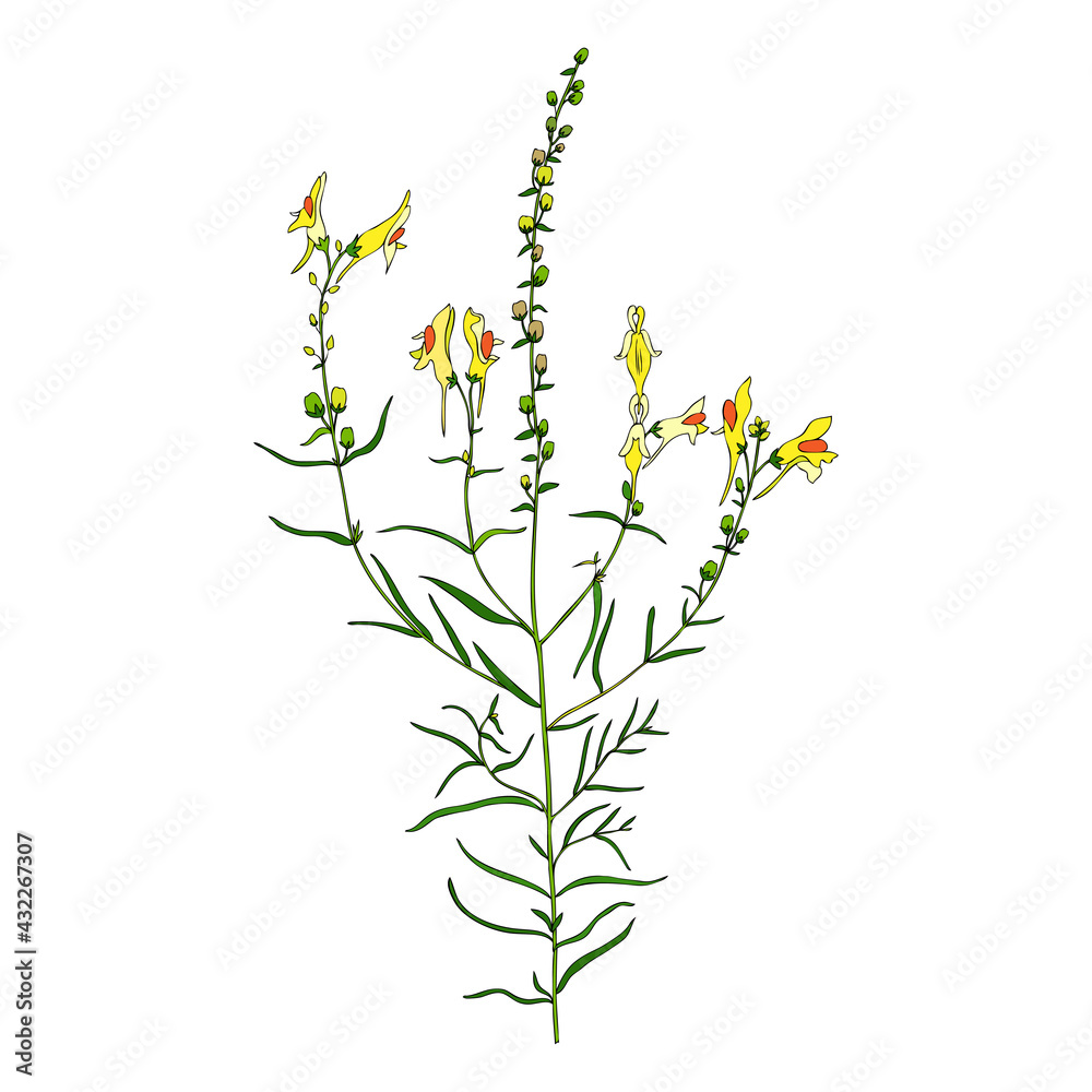 Linaria vulgaris, common toadflax, yellow toadflax or butter-and-eggs is a species of toadflax, snapdragon, Plantaginaceae family hand drawn vector colorful illustration, doodle ink sketch isolated
