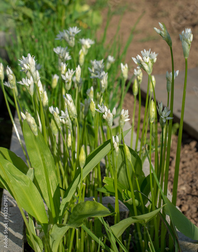 Flowering  wild garlic  Allium ursinum  in the garden. The plant is also known as ramsons  buckrams  broad-leaved garlic  wood garlic  bear leek or bear s garlic.