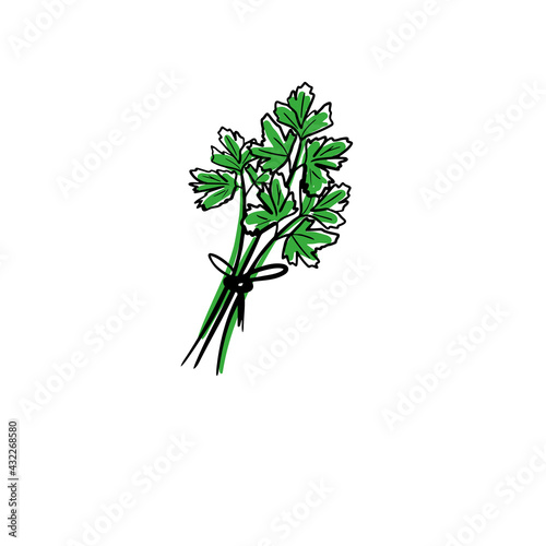 Hand drawn colored vector illustration of parsley, isolated