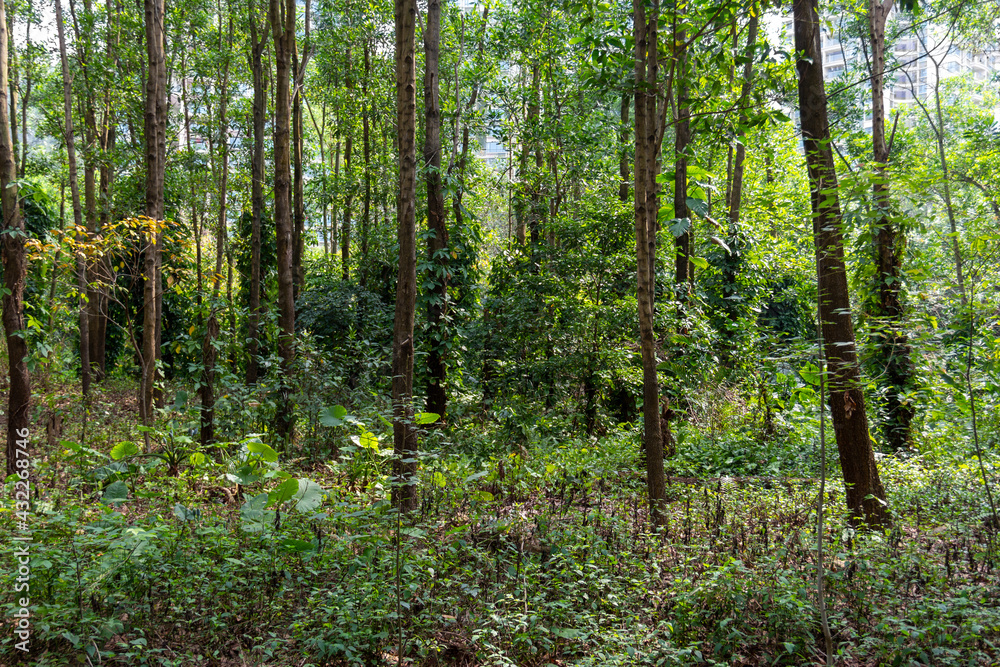 Forest of trees with thin tall straight trunks Forest of trees with thin tall straight trunks