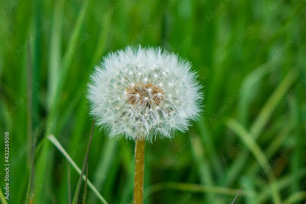 Single dandelion in a field