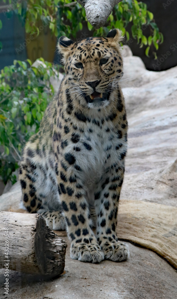 Amur Leopard sitting Amur Leopard sitting