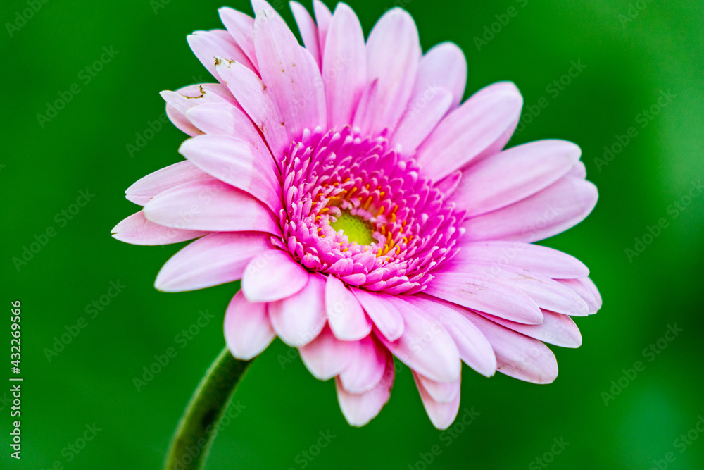 close up of pink flower close up of pink flower