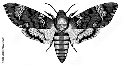 Acherontia Atropos. Butterfly Dead Head. Hand drawn engraving. Editable vector vintage illustration. Isolated on white background. 8 EPS