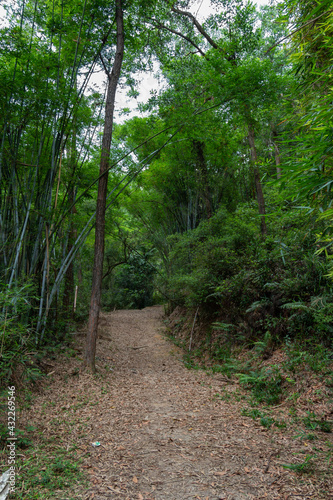  Dirt path in a Chinese forest