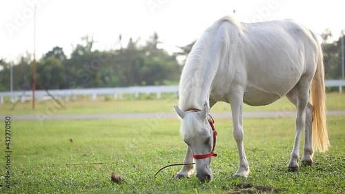 Horse eat grass. Beautiful white pregnant horse grazing in a meadow in spring.