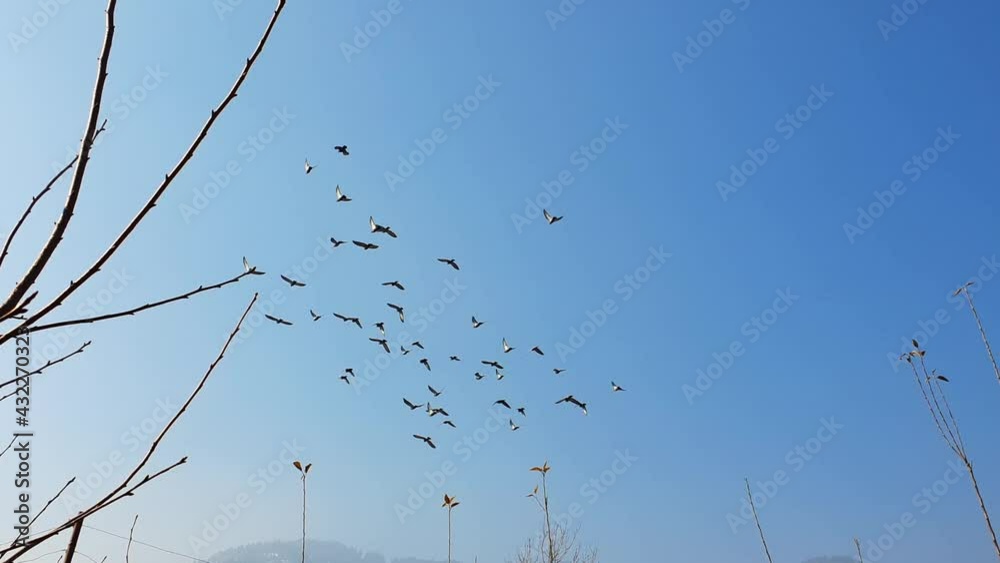 Birds are flyin g under blue sky upon homes and plants, pigeon are spreading wings to fly in a flow. Birds are flyin g under blue sky upon homes and plants, pigeon are spreading wings to fly in a flow.