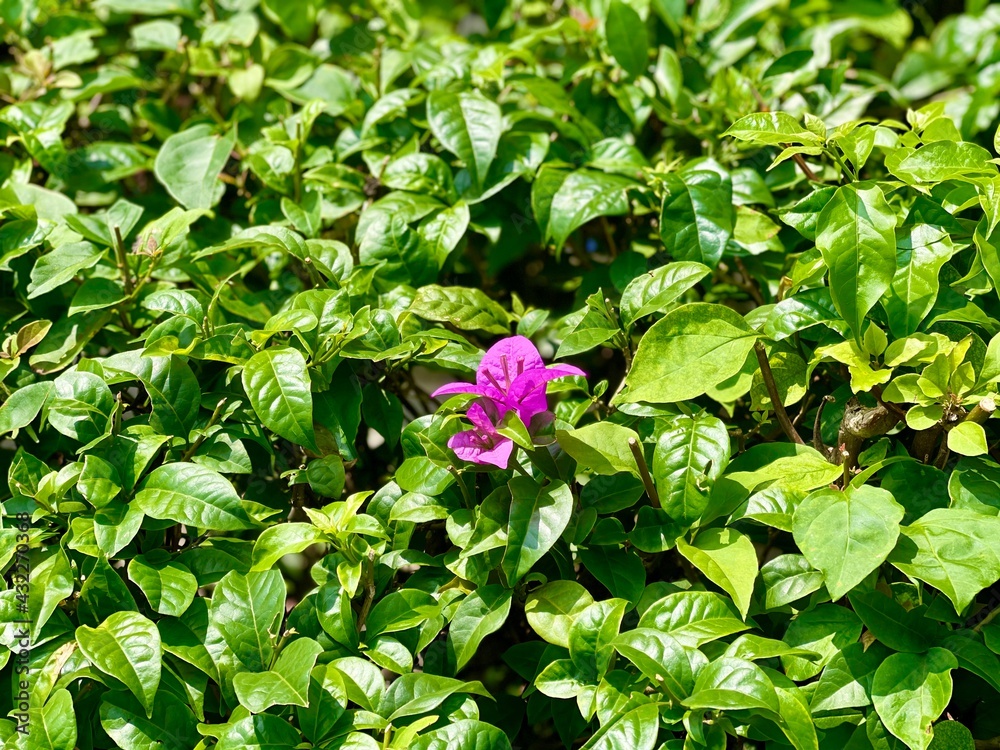 pink and green leaves