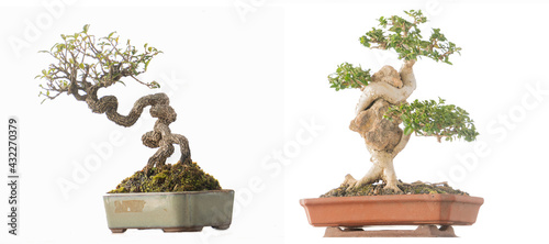 Various types of bonsai trees isolated on white background.
