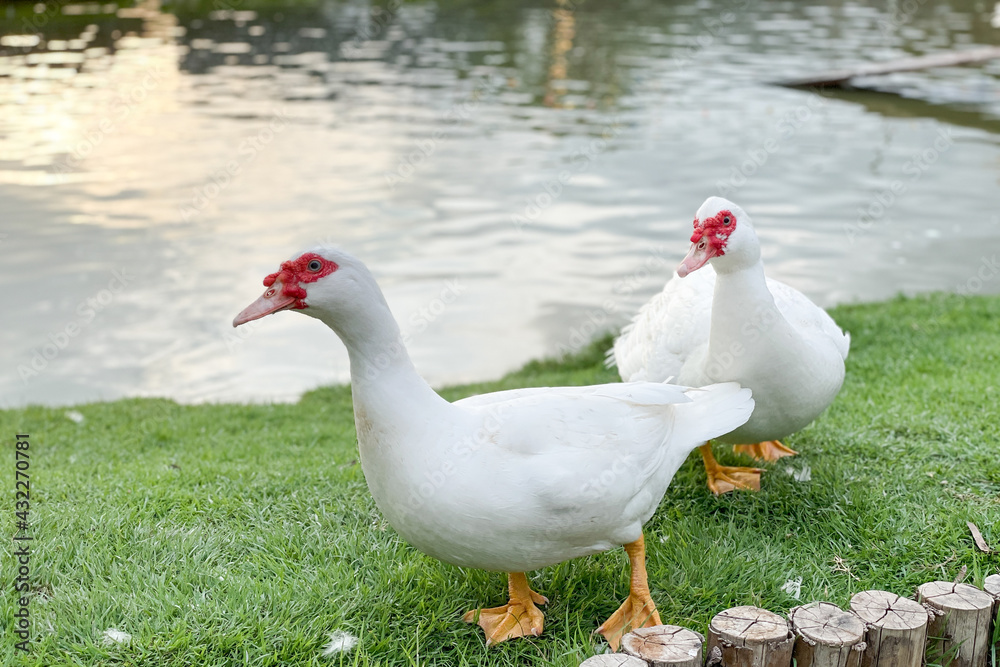 White domestic goose in the field White domestic goose in the field