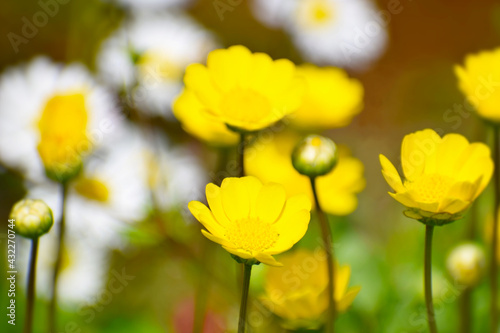 クリサンセマム・ムルチコーレの花畑 © Nao0901