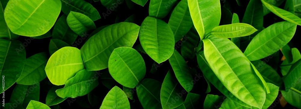 green leaves background green leaves background