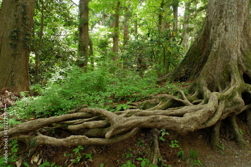 Tree roots.. Mt. Takao is a mountain with an altitude of 599m in Hachioji, Tokyo. It has long been regarded as a sacred mountain for Shugendo.