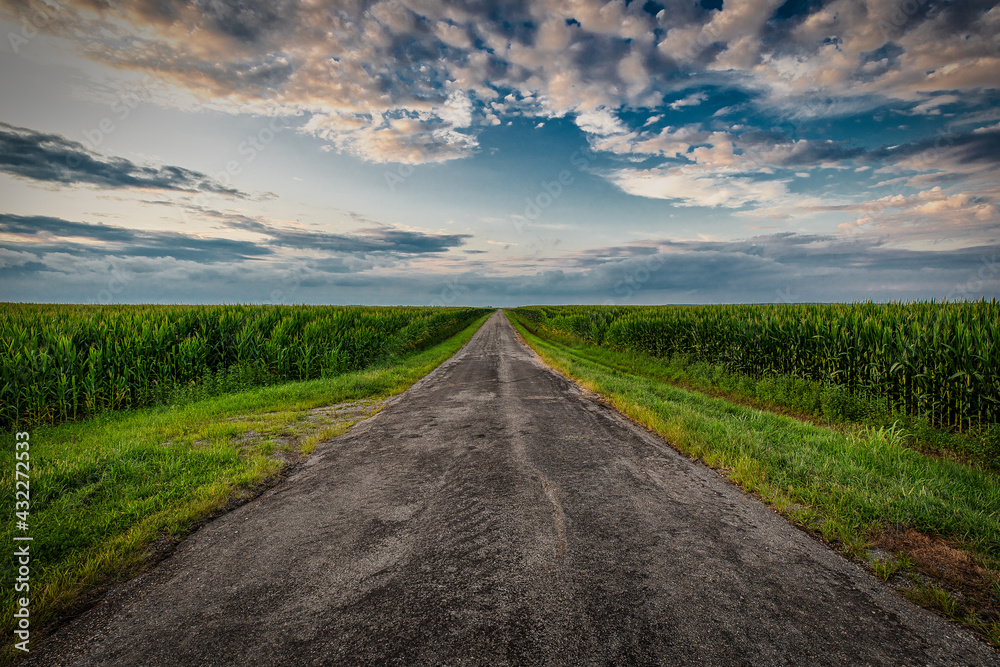 Road running between two corn fields. Road running between two corn fields.