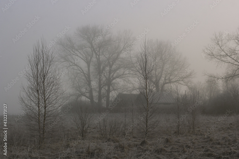 Small huts under massive tree crowns in the fog.