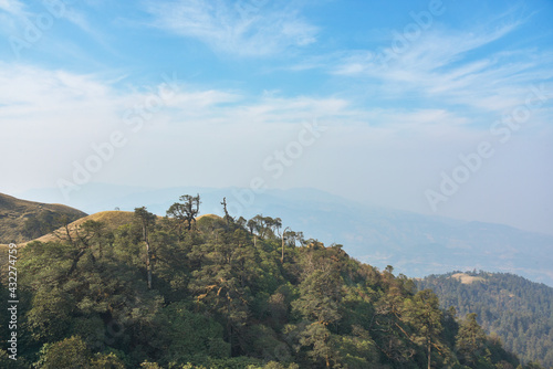 Forest in the mountains 