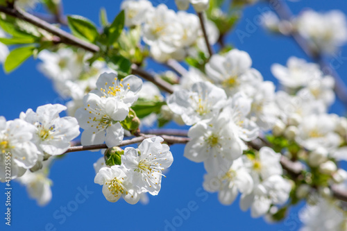 Prunus cerasus flowering tree flowers, group of beautiful white petals tart dwarf cherry flowers in bloom