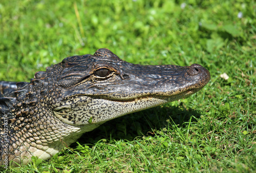 Alligators head  - Florida