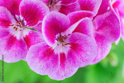 Close-up of pink geranium flowers on a green background. Beautiful floral background, macro photography.