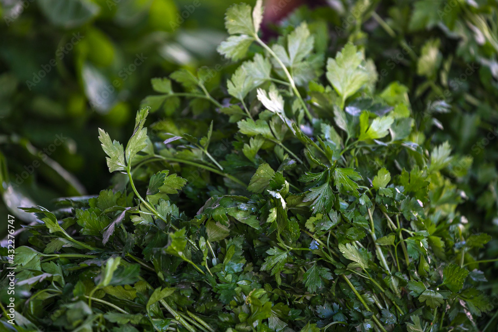 Close up of green plant for background, green parsley texture or background. Green leaves form a natural shape. Fresh raw green parsley leaves from the garden Close up of green plant for background, green parsley texture or background. Green leaves form a natural shape. Fresh raw green parsley leaves from the garden