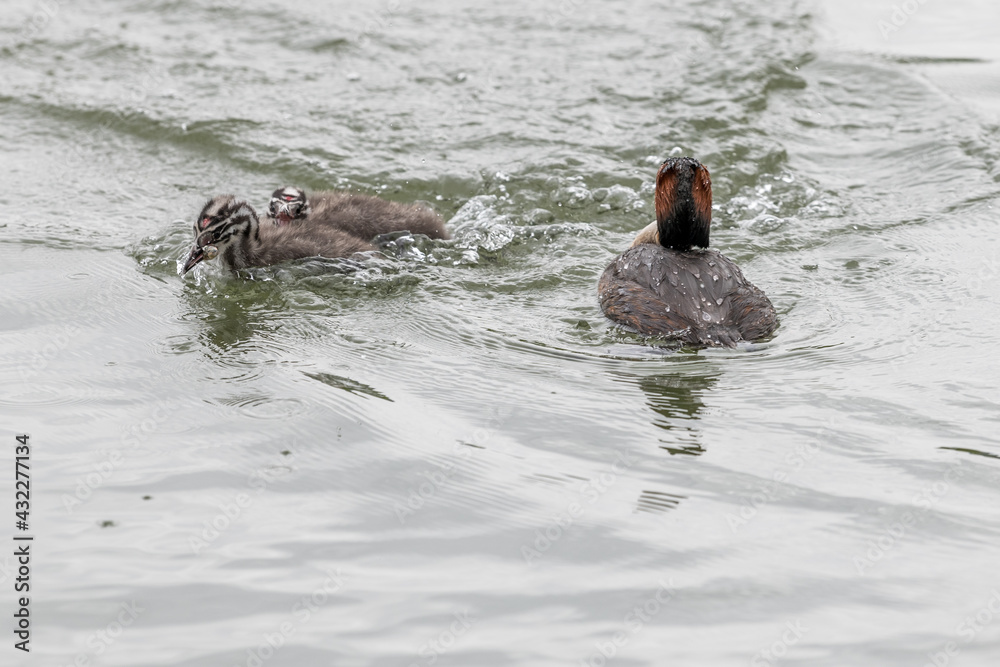 Fototapeta premium two ducks in the water