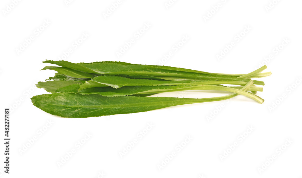 fresh Long Coriander leaves isolated on the white background fresh Long Coriander leaves isolated on the white background
