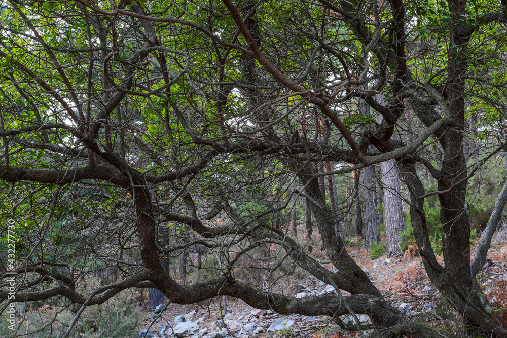 Scaly, gray branches of the arbutus bush. Arbutus unedo. Scaly, gray branches of the arbutus bush. Arbutus unedo.